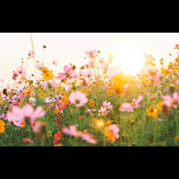 Meet your Posher, Maddie - Picture 1 of 1